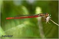 22_small red_damselfly